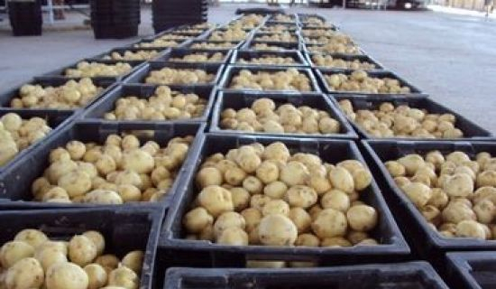 В 2018 году в Молдове резко сократился урожай картофеля
