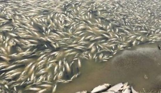 Cauza morții în masă a peștilor din lacul de la Congaz